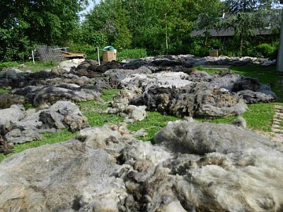 Gewaschene Vliese der Pommerschafe