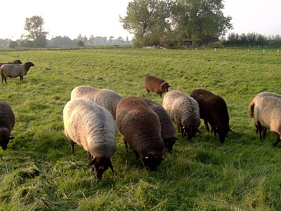 Weidetierhaltung der Schafe