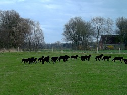 Lämmer-KiTa im Galopp