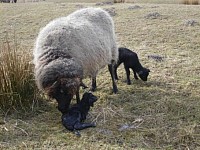 Frisch geborene Zwillingslämmer