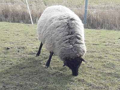 Warten auf die Lämmer