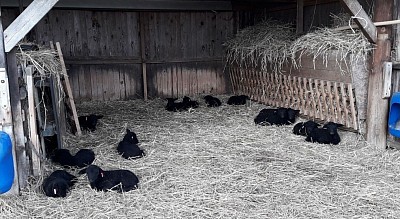 Lämmer bei Schietwetter