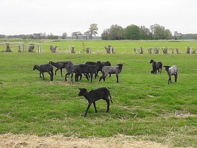 Schwarze Rehe