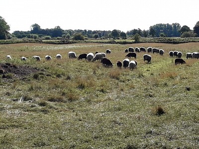 Sommer 2022: meine Pommernherde